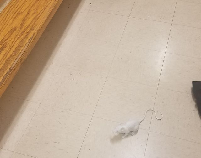 On July 15, 2019, Officer Bovell says he found a rubber rat on the floor next to his locker.